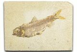 Detailed Fossil Fish (Knightia) - Wyoming #348108-1